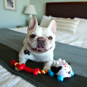Things to Consider When Vacationing with your Pets at a Timeshare Thumbnail