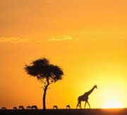 Timeshare Options for Safari Aficionados Thumbnail