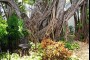 The Banyan Tree Resort Image 12